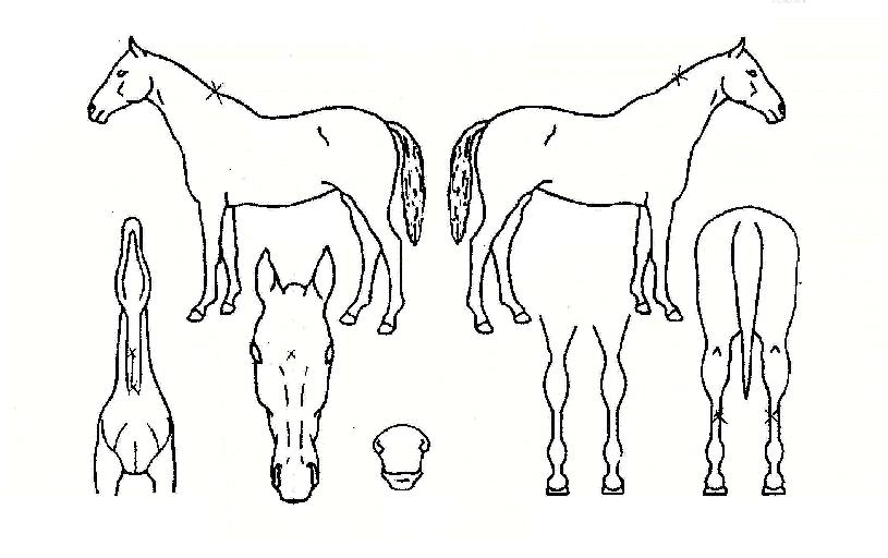 �ϵ����Ʈ�������ڸ��� ����,���,�޸�,�λ�,�ٸ��� Ư¡����