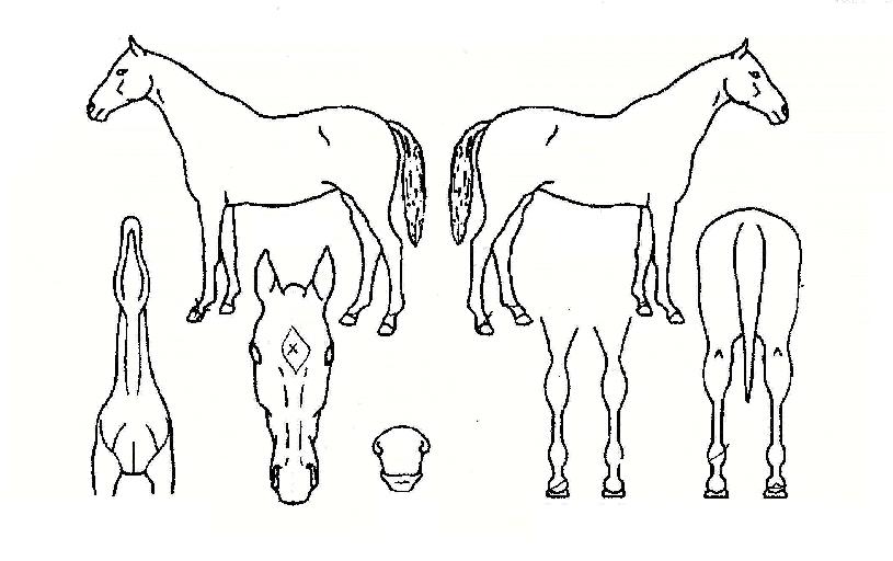 �����׸��� ����,���,�޸�,�λ�,�ٸ��� Ư¡����