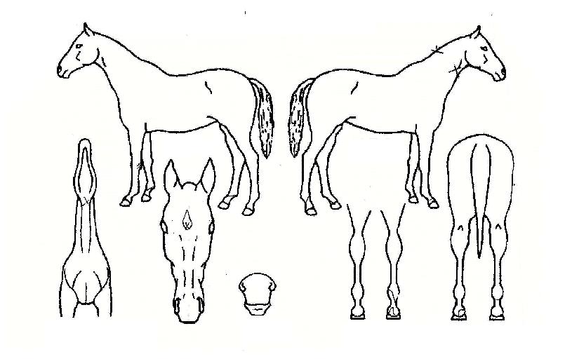 ����Ʈ�ϴ��� ����,���,�޸�,�λ�,�ٸ��� Ư¡����