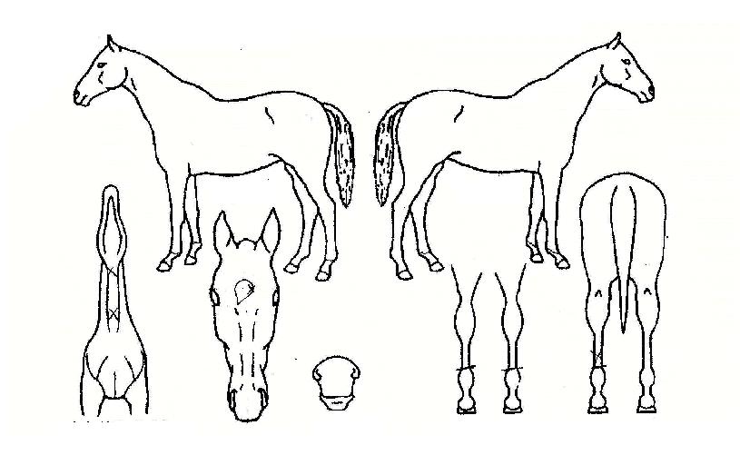 ����ƺ���� ����,���,�޸�,�λ�,�ٸ��� Ư¡����