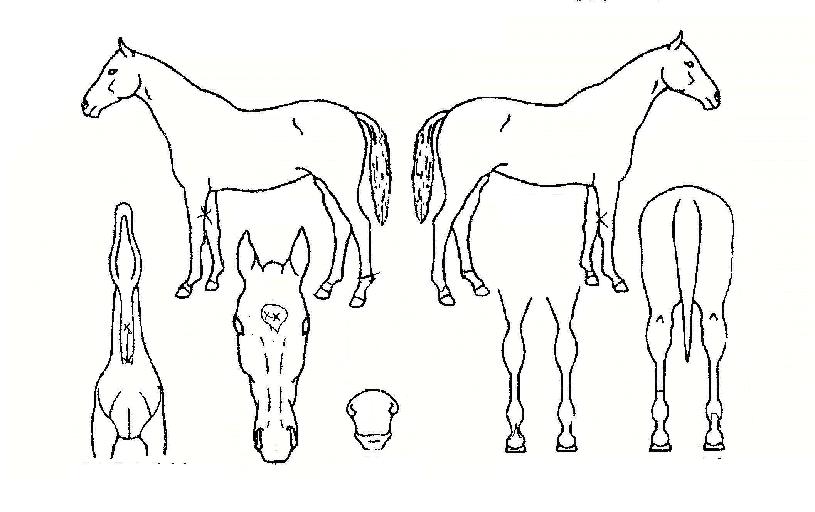 ���Ǿ��� ����,���,�޸�,�λ�,�ٸ��� Ư¡����