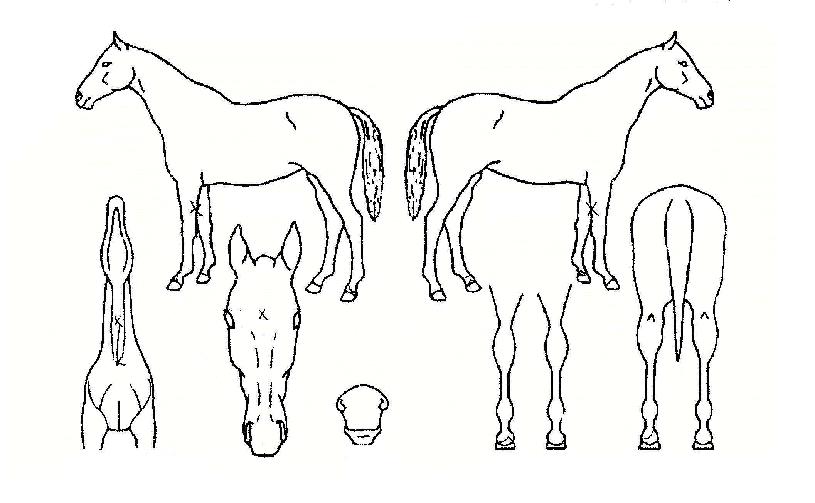 ´íÄ«ÆæÅÍÀÇ Ãø¸é,¿ì¸é,µÞ¸é,µÎ»ó,´Ù¸®ÀÇ Æ¯Â¡µµÇØ