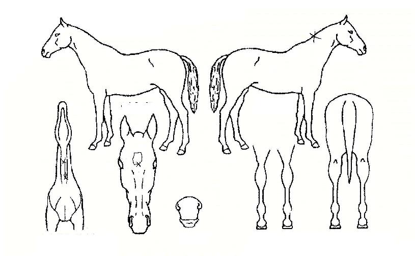 û�굵�� ����,���,�޸�,�λ�,�ٸ��� Ư¡����
