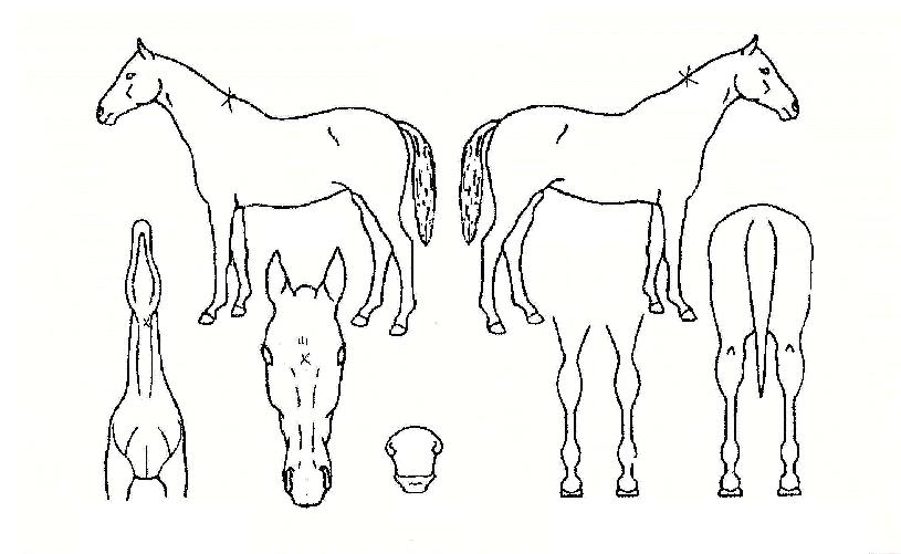 ����Ⱥ������� ����,���,�޸�,�λ�,�ٸ��� Ư¡����