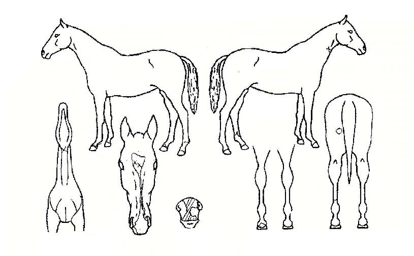 ����������� ����,���,�޸�,�λ�,�ٸ��� Ư¡����