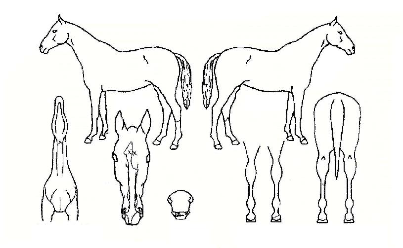 °·ÂÇѽ¸®ÀÚÀÇ Ãø¸é,¿ì¸é,µÞ¸é,µÎ»ó,´Ù¸®ÀÇ Æ¯Â¡µµÇØ