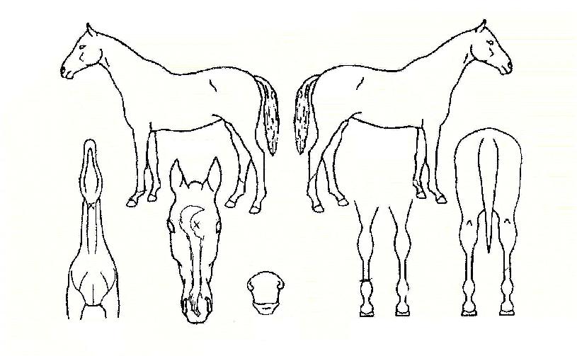 Æ÷Ä¿½º¹ÌÀÇ Ãø¸é,¿ì¸é,µÞ¸é,µÎ»ó,´Ù¸®ÀÇ Æ¯Â¡µµÇØ