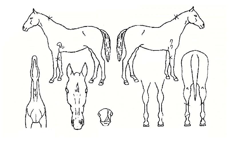 ���ȼҸ��� ����,���,�޸�,�λ�,�ٸ��� Ư¡����