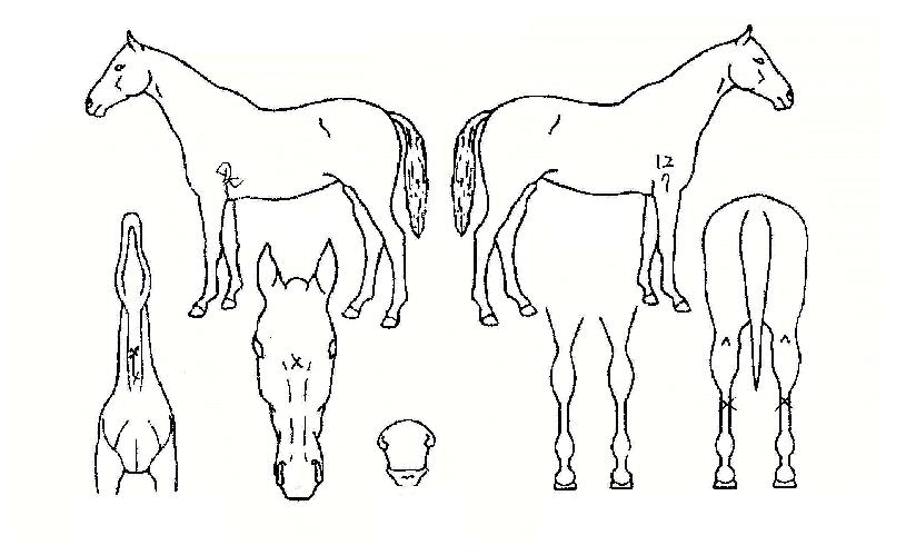 �����ö���� ����,���,�޸�,�λ�,�ٸ��� Ư¡����