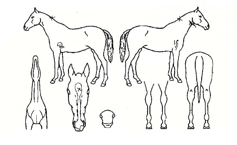 ¸Þ°¡Æ®·ÐÀÇ Ãø¸é,¿ì¸é,µÞ¸é,µÎ»ó,´Ù¸®ÀÇ Æ¯Â¡µµÇØ