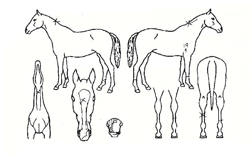 õ»óÁ¦ÀÏÀÇ Ãø¸é,¿ì¸é,µÞ¸é,µÎ»ó,´Ù¸®ÀÇ Æ¯Â¡µµÇØ