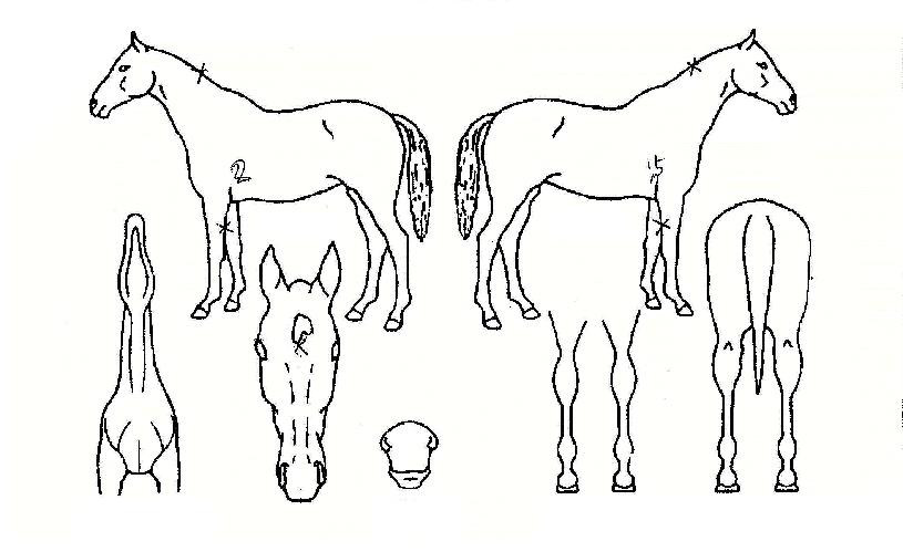 �ٷλ�긮���� ����,���,�޸�,�λ�,�ٸ��� Ư¡����