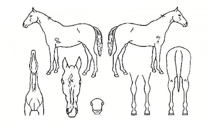 ����̵�����ڸ��� ����,���,�޸�,�λ�,�ٸ��� Ư¡����