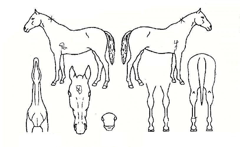 ´õºíÅ×ÄÉÀÇ Ãø¸é,¿ì¸é,µÞ¸é,µÎ»ó,´Ù¸®ÀÇ Æ¯Â¡µµÇØ