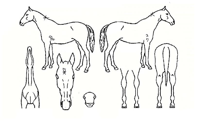 ±Û·Î¸®¼±ÀÇ Ãø¸é,¿ì¸é,µÞ¸é,µÎ»ó,´Ù¸®ÀÇ Æ¯Â¡µµÇØ