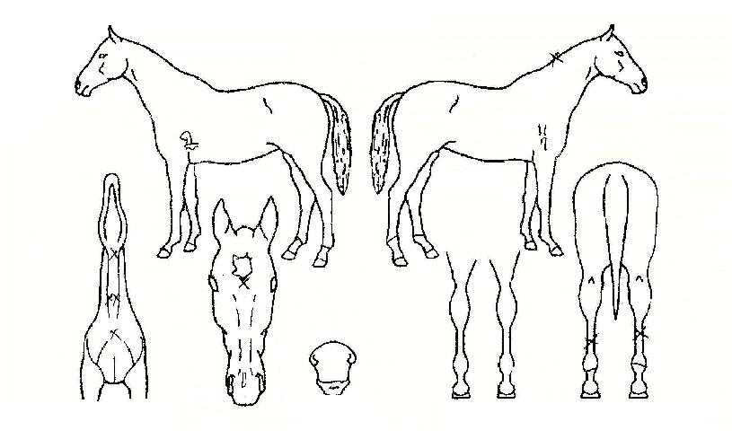 �ູ�Ѱ����� ����,���,�޸�,�λ�,�ٸ��� Ư¡����