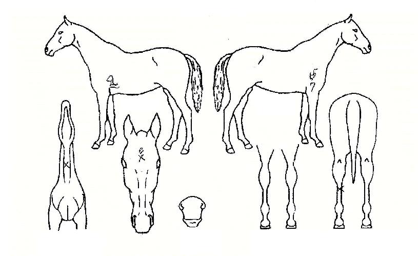 ºÒ²ÉÆÄƼÀÇ Ãø¸é,¿ì¸é,µÞ¸é,µÎ»ó,´Ù¸®ÀÇ Æ¯Â¡µµÇØ