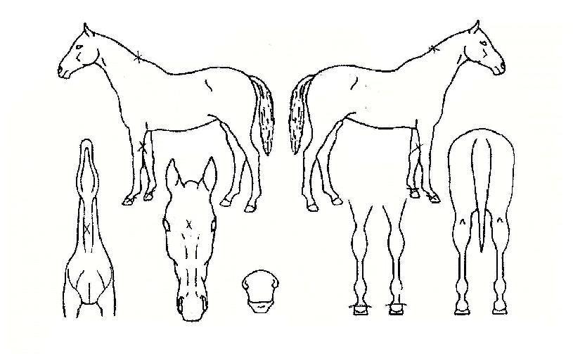 �аǸ��� ����,���,�޸�,�λ�,�ٸ��� Ư¡����