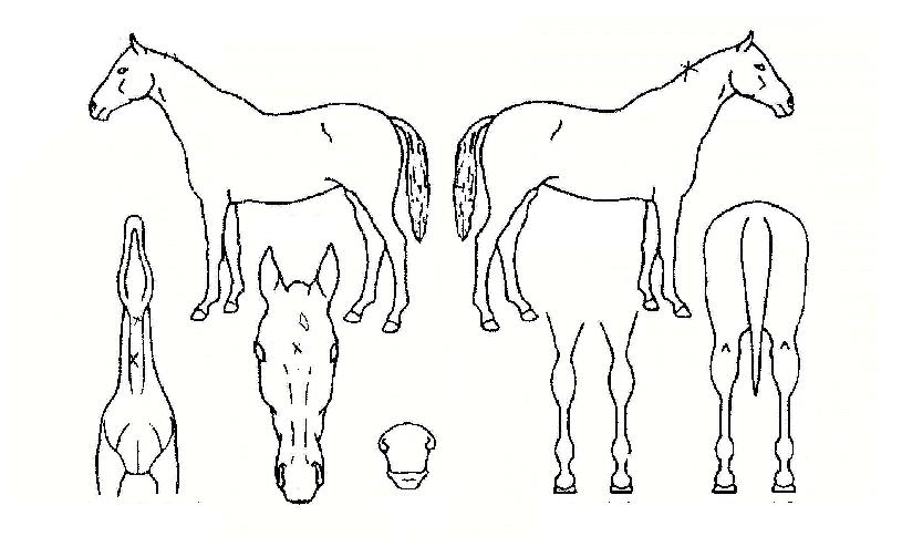 ¼±¿Àºê¼±ÀÇ Ãø¸é,¿ì¸é,µÞ¸é,µÎ»ó,´Ù¸®ÀÇ Æ¯Â¡µµÇØ