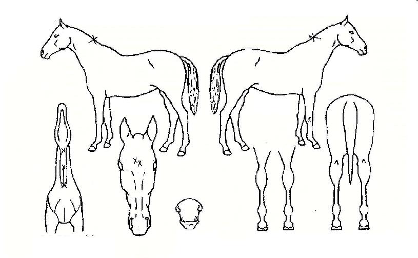 »þÀÌ´×èÇǾðÀÇ Ãø¸é,¿ì¸é,µÞ¸é,µÎ»ó,´Ù¸®ÀÇ Æ¯Â¡µµÇØ