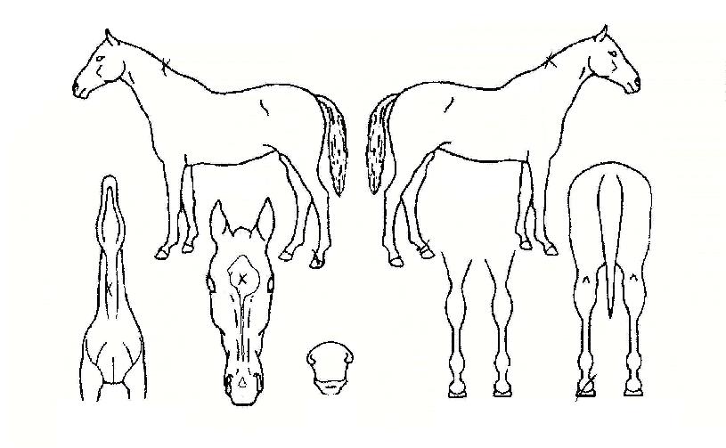 ����Ƽ���� ����,���,�޸�,�λ�,�ٸ��� Ư¡����