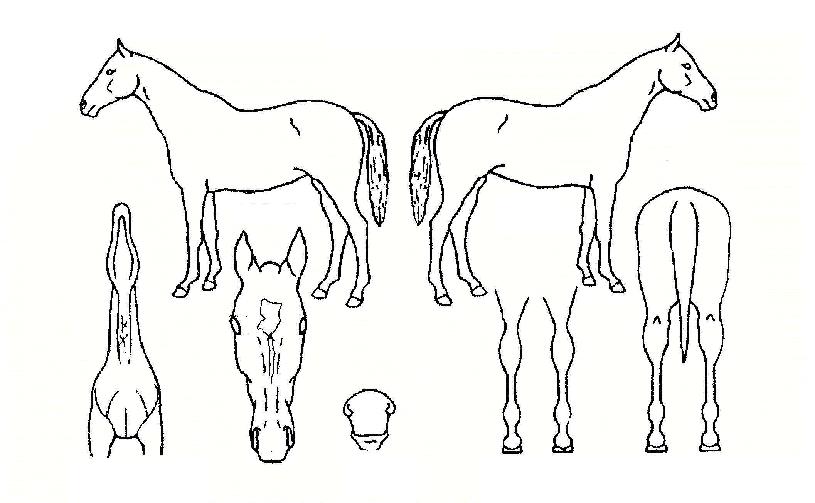 ��õ�����ڸ��� ����,���,�޸�,�λ�,�ٸ��� Ư¡����