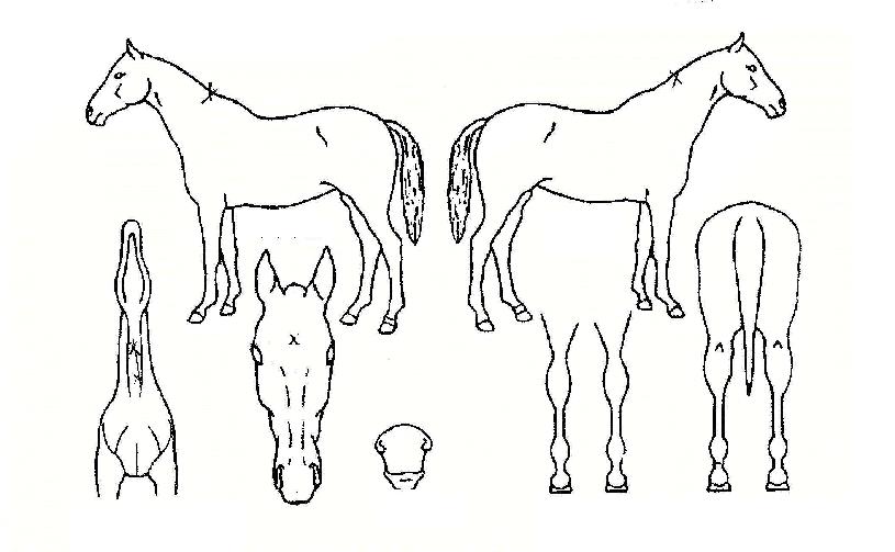 ³²ºÏÀÚ¸¶ÀÇ Ãø¸é,¿ì¸é,µÞ¸é,µÎ»ó,´Ù¸®ÀÇ Æ¯Â¡µµÇØ