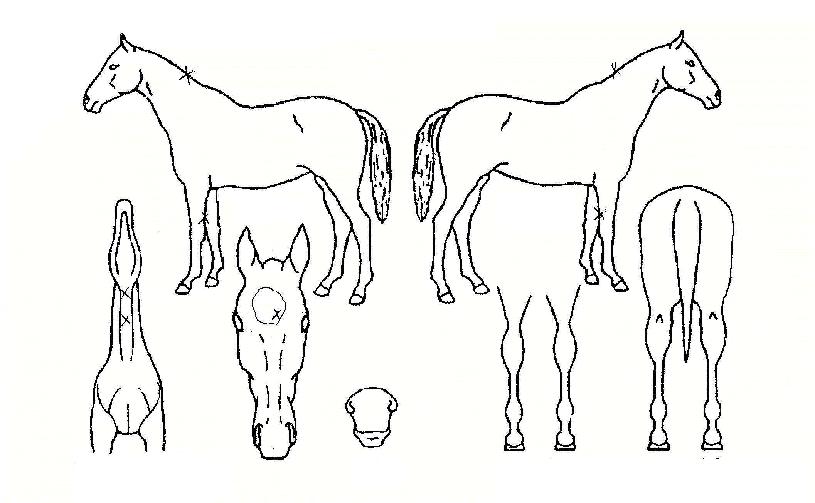 �ε巯���ڸ��� ����,���,�޸�,�λ�,�ٸ��� Ư¡����