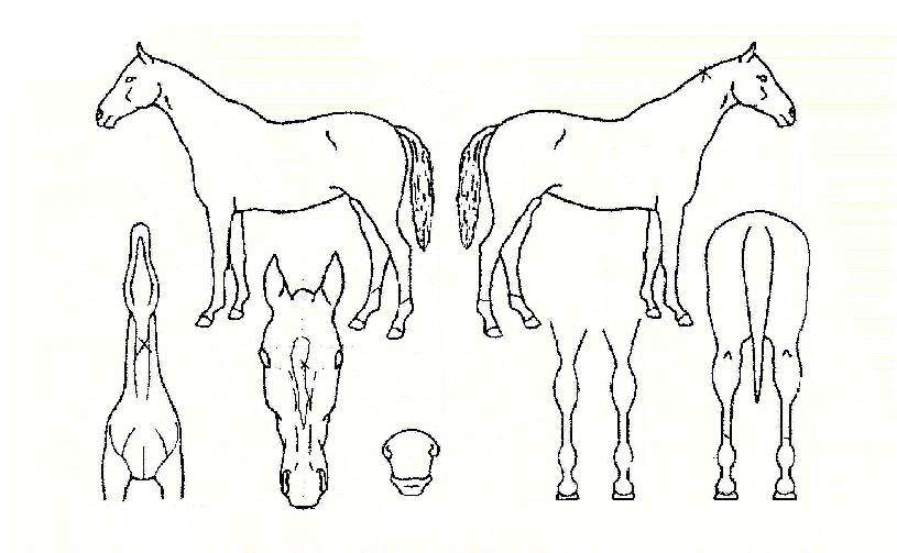 õÁöȲÁ¦ÀÇ Ãø¸é,¿ì¸é,µÞ¸é,µÎ»ó,´Ù¸®ÀÇ Æ¯Â¡µµÇØ