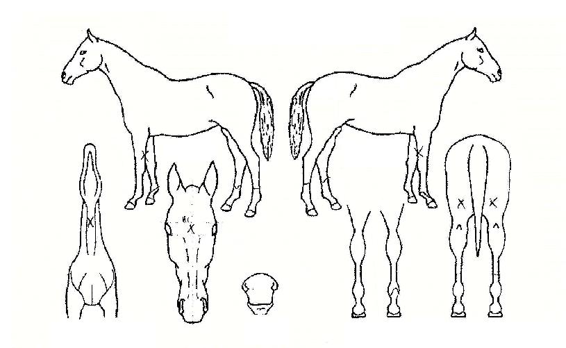 º½ºµÀÚ¸¶ÀÇ Ãø¸é,¿ì¸é,µÞ¸é,µÎ»ó,´Ù¸®ÀÇ Æ¯Â¡µµÇØ