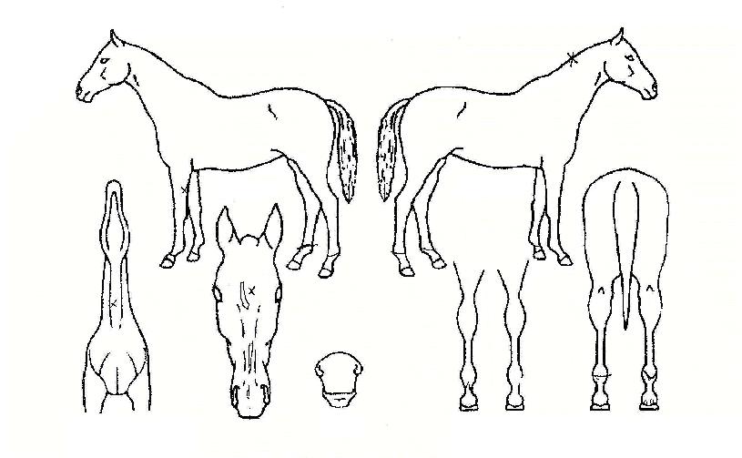 ��Ϻ���Ű�ڸ��� ����,���,�޸�,�λ�,�ٸ��� Ư¡����