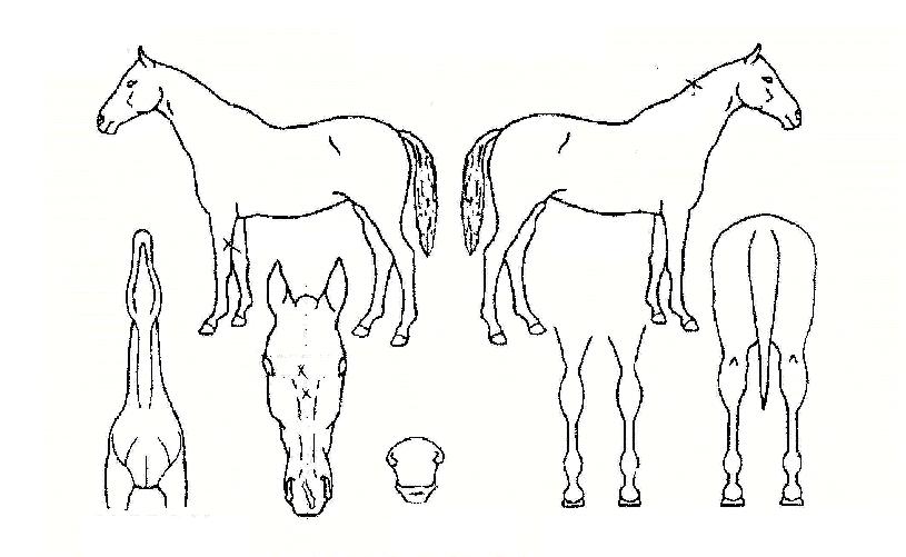 �������ڸ��� ����,���,�޸�,�λ�,�ٸ��� Ư¡����