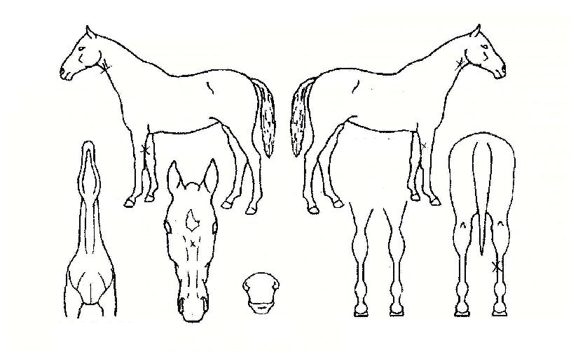 �ָ��ڸ��� ����,���,�޸�,�λ�,�ٸ��� Ư¡����