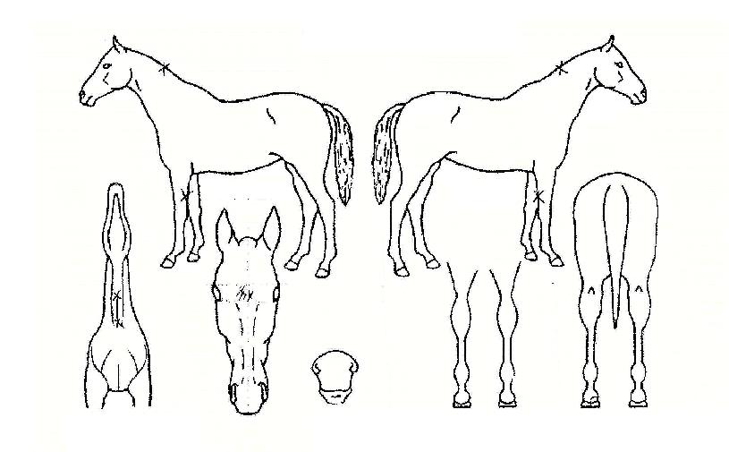 ��������������ڸ��� ����,���,�޸�,�λ�,�ٸ��� Ư¡����