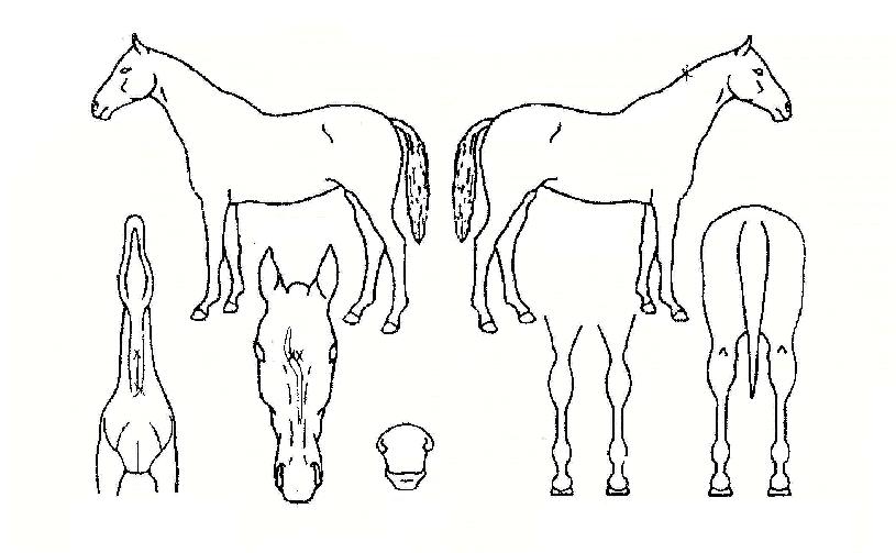 Ȧ�������� ����,���,�޸�,�λ�,�ٸ��� Ư¡����