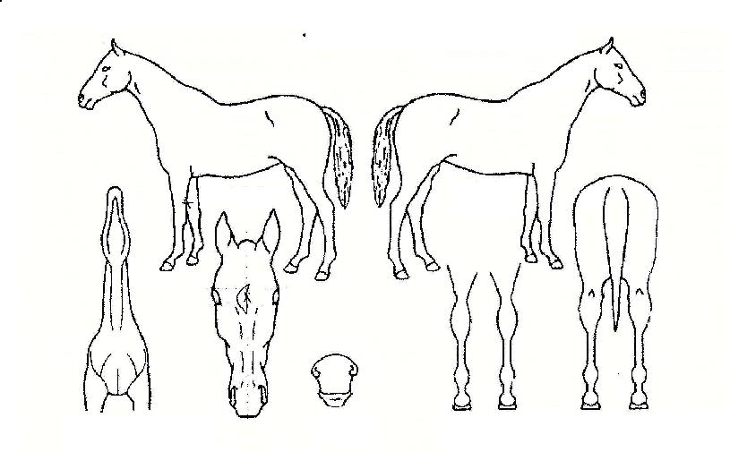 ¿¬È°æÀÚ¸¶ÀÇ Ãø¸é,¿ì¸é,µÞ¸é,µÎ»ó,´Ù¸®ÀÇ Æ¯Â¡µµÇØ