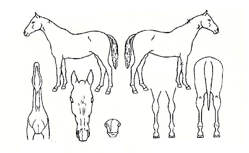 �ÿ���žܿ��ڸ��� ����,���,�޸�,�λ�,�ٸ��� Ư¡����