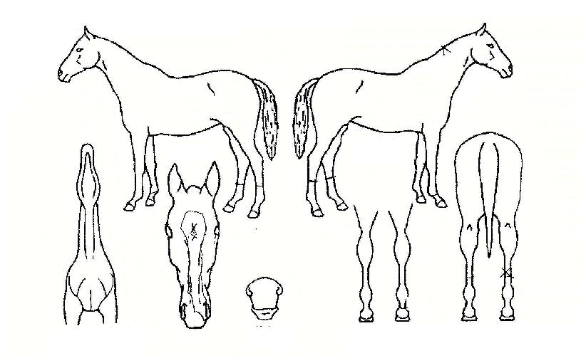 ��������ڸ��� ����,���,�޸�,�λ�,�ٸ��� Ư¡����