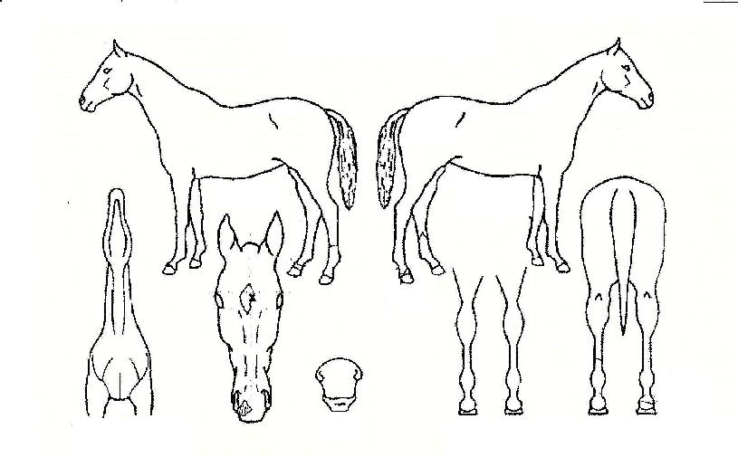 �����ڸ��� ����,���,�޸�,�λ�,�ٸ��� Ư¡����