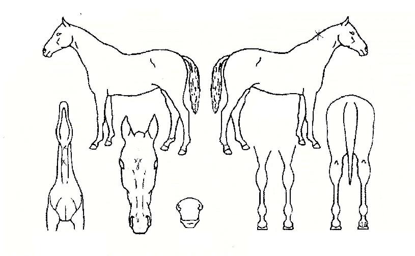 �̸����� ����,���,�޸�,�λ�,�ٸ��� Ư¡����