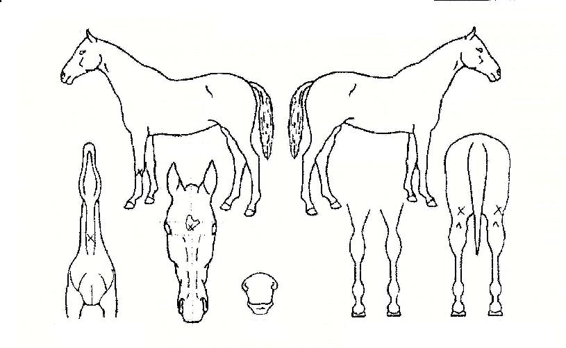 Àç¹Ì¹«ÇÑÀÚ¸¶ÀÇ Ãø¸é,¿ì¸é,µÞ¸é,µÎ»ó,´Ù¸®ÀÇ Æ¯Â¡µµÇØ