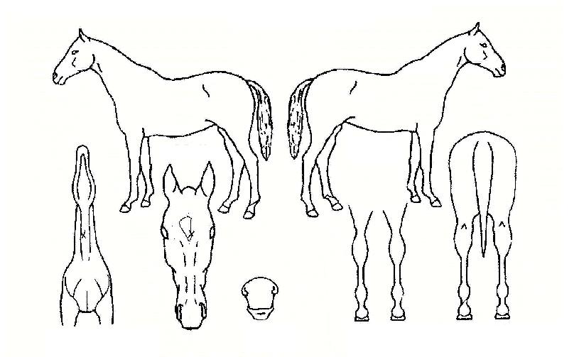 ÀüÅë°È£ÀÚ¸¶ÀÇ Ãø¸é,¿ì¸é,µÞ¸é,µÎ»ó,´Ù¸®ÀÇ Æ¯Â¡µµÇØ