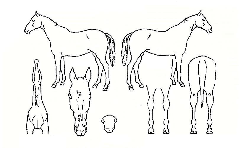 ��ö������ ����,���,�޸�,�λ�,�ٸ��� Ư¡����