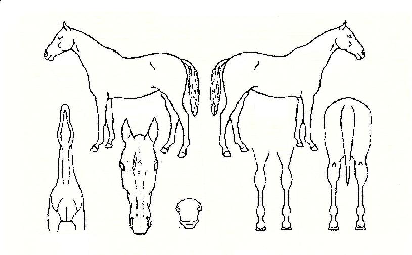 õÁö½ÅÁ¶ÀÚ¸¶ÀÇ Ãø¸é,¿ì¸é,µÞ¸é,µÎ»ó,´Ù¸®ÀÇ Æ¯Â¡µµÇØ