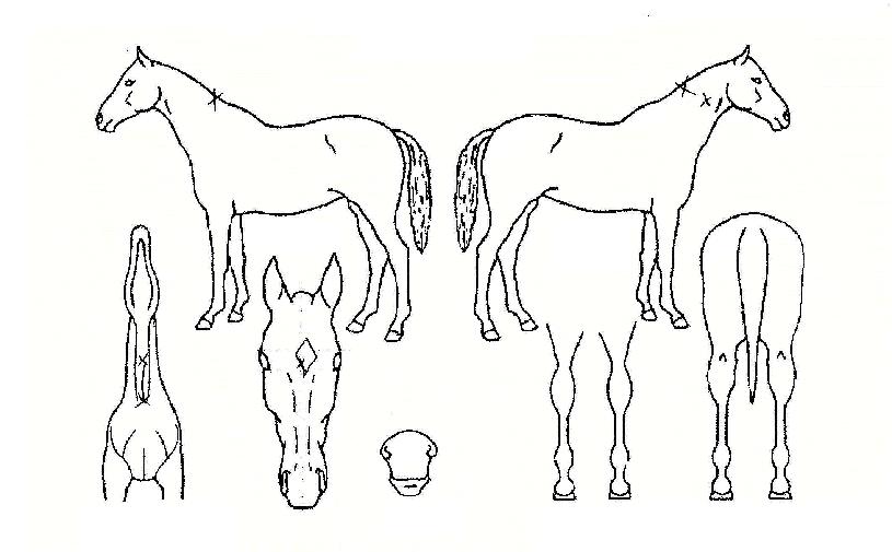 ¹æ¿ï»õ¶õÀÇ Ãø¸é,¿ì¸é,µÞ¸é,µÎ»ó,´Ù¸®ÀÇ Æ¯Â¡µµÇØ