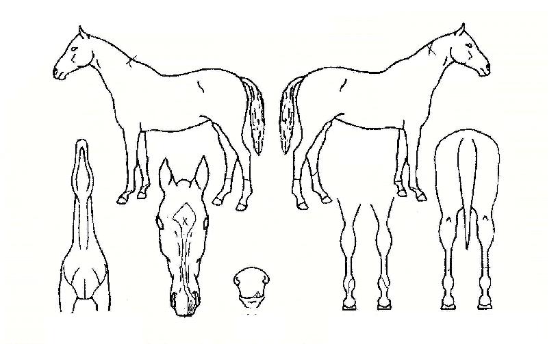 ÇѶóõ¸¶ÀÇ Ãø¸é,¿ì¸é,µÞ¸é,µÎ»ó,´Ù¸®ÀÇ Æ¯Â¡µµÇØ