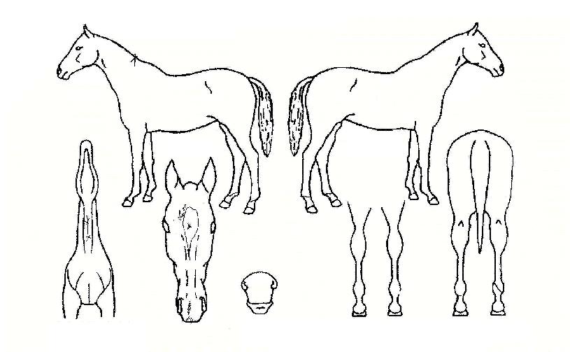 �������� ����,���,�޸�,�λ�,�ٸ��� Ư¡����