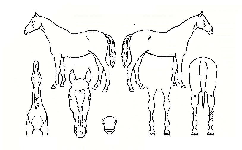 °í¿îÁþÀÇ Ãø¸é,¿ì¸é,µÞ¸é,µÎ»ó,´Ù¸®ÀÇ Æ¯Â¡µµÇØ