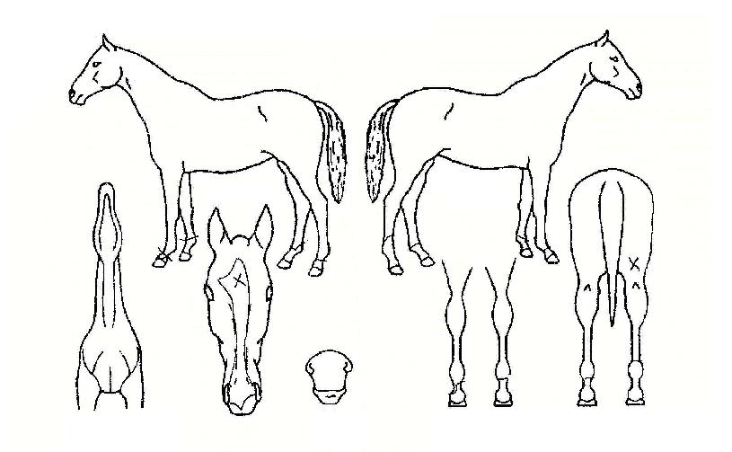 ¿ì³ë¹Ì»çÀÏÀÇ Ãø¸é,¿ì¸é,µÞ¸é,µÎ»ó,´Ù¸®ÀÇ Æ¯Â¡µµÇØ