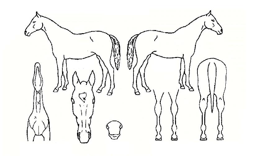 ����Ʈ����ũ�� ����,���,�޸�,�λ�,�ٸ��� Ư¡����